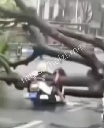 大树压电瓶车主