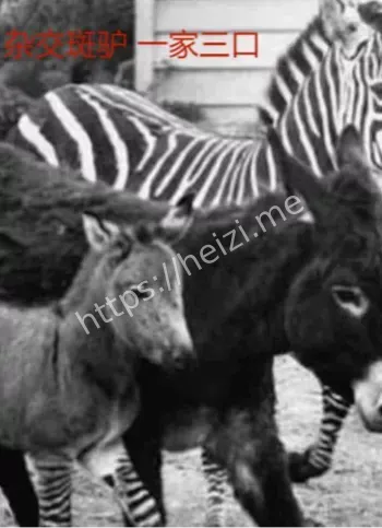 斑马爱上驴