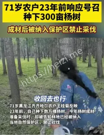 杨树禁伐事件