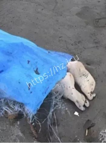 校园鬼楼朱槿斋