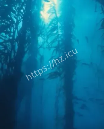 千年尸林站立尸体传说